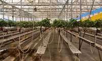 توت‌فرنگی‌های درشت بی‌خطرند! از باورهای غلط دور شوید.